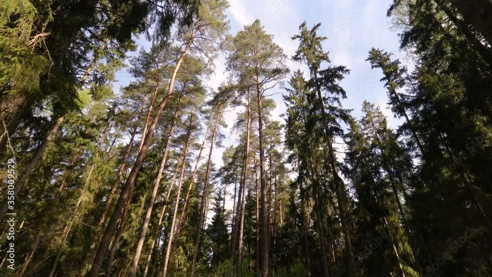 First person view of the summer coniferous forest with pine and spruce trees. Bottom view of the tops of the trees. Moving forward through a beautiful forest. First person view of the summer coniferous forest with pine and spruce trees. Bottom view of the tops of the trees. Moving forward through a beautiful forest.