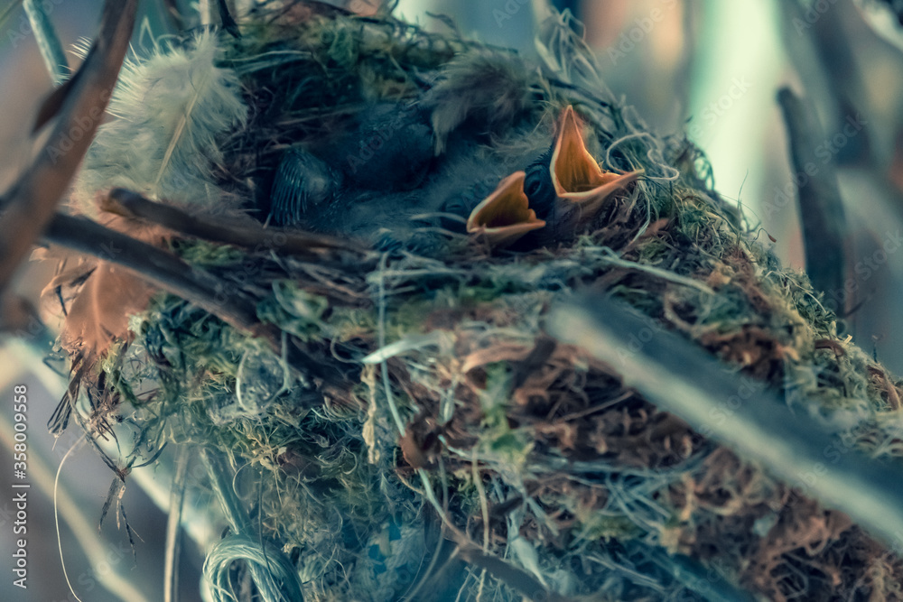 A brood of chick-flycatchers in their habitat. Little chicks in the nest. Kids with closed eyes and a yellow beak. In animals, skin without feathers, only down. A nest between the branches of a shrub 