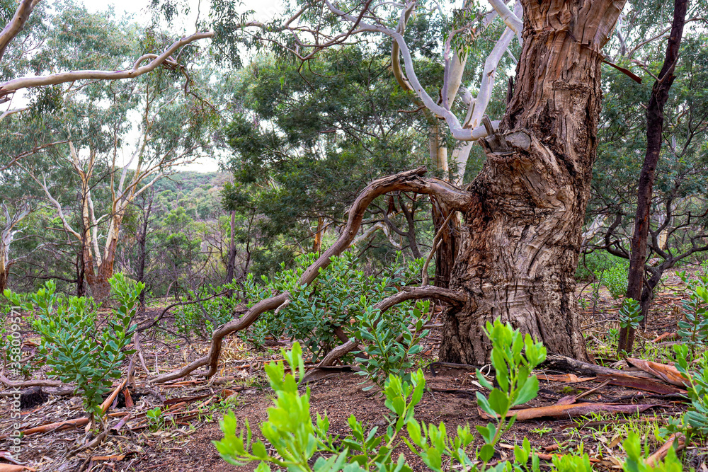old growth tree in you yangs national park
