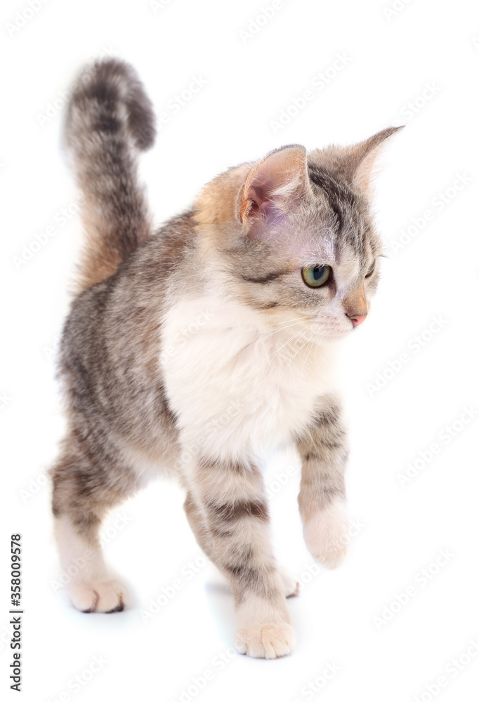 Obraz premium Small gray kitten.