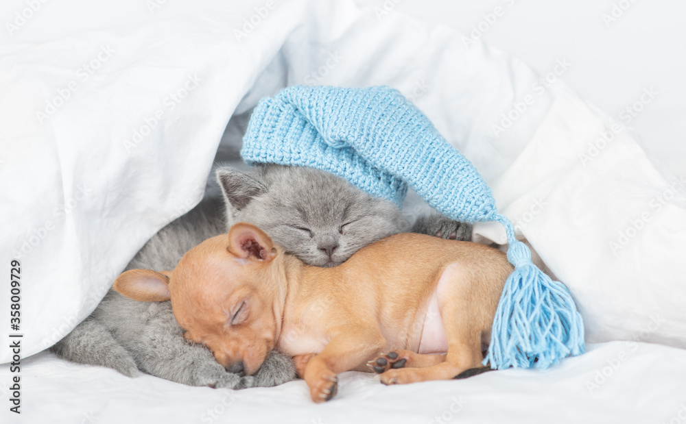 Kitten wearing warm hat sleeps with Toy terrier puppy under a warm blanket on a bed at home Kitten wearing warm hat sleeps with Toy terrier puppy under a warm blanket on a bed at home