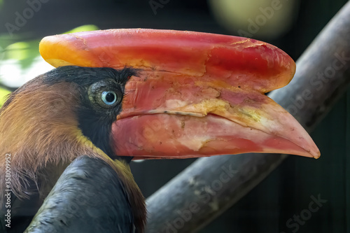 Portrait of  Rufous Horbill , Buceros hydrocorax, which stands out with a massive helmet on its beak photo