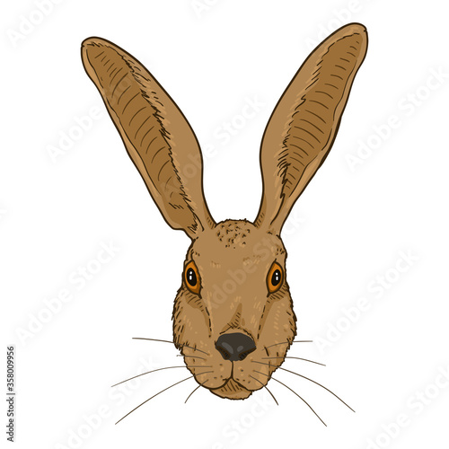 Vector Cartoon Hare Head © nikiteev