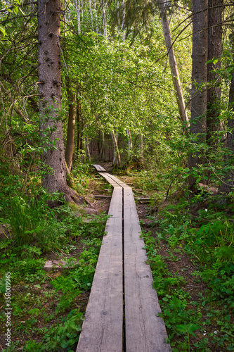 path in the forest