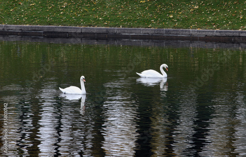 Two white swans float on the water in the Park