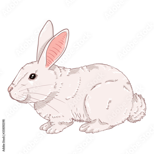 Vector Cartoon White Rabbit
