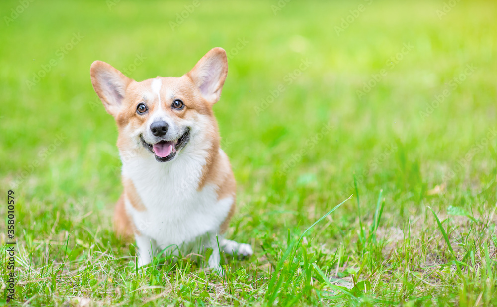 Smiling pembroke welsh corgi puppy sits on green summer grass. Empty space for text Smiling pembroke welsh corgi puppy sits on green summer grass. Empty space for text
