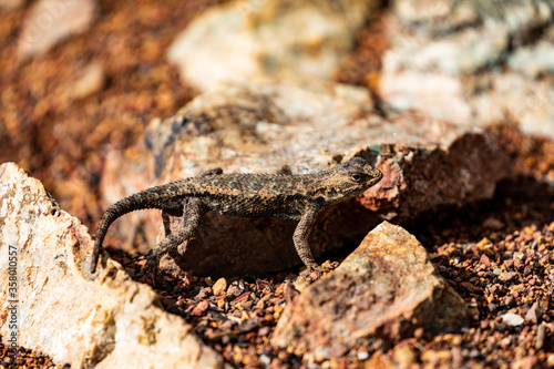 Western Fence Lizard 10