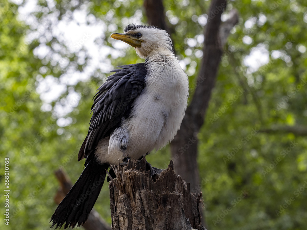 Obraz premium Little pied cormorant, Phalacrocorax melanoleucus, forms large nesting colonies in Australia