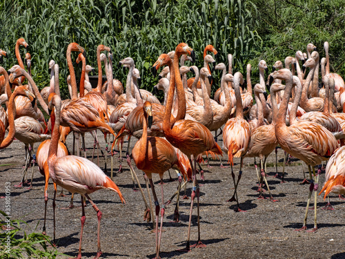 A large flock of flamingos bursts with colors  red predominates