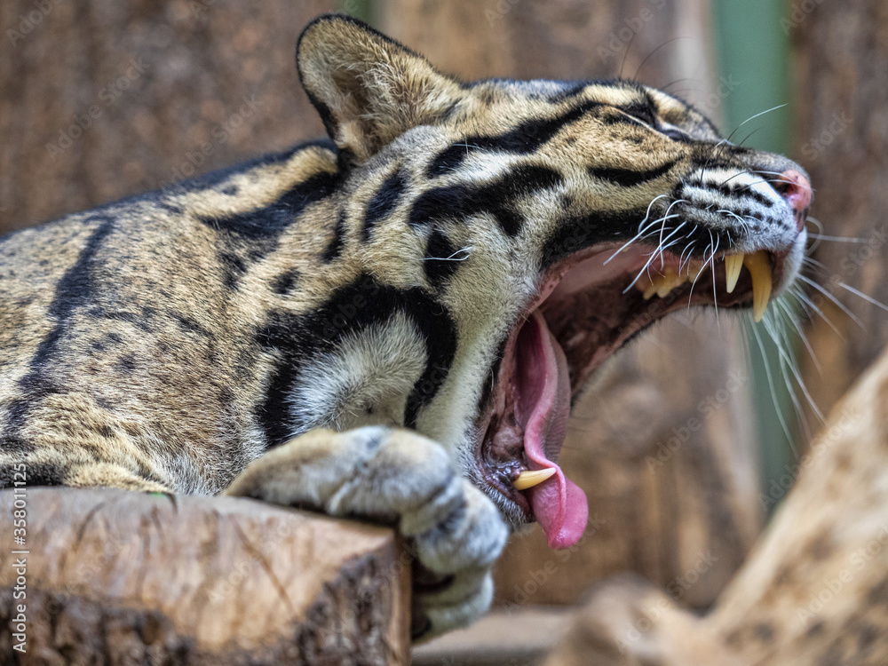 Naklejka premium Clouded Leopard, Neofelis nebulosa, stays mainly on trees, where it hunts birds and smaller mammals