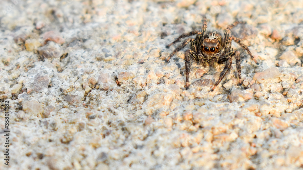 Wolf Spider on the ground