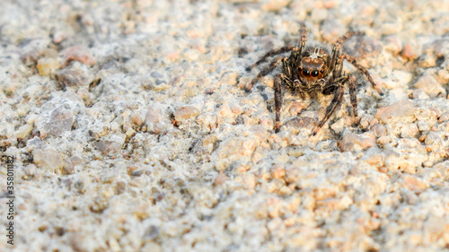 Wolf Spider on the ground