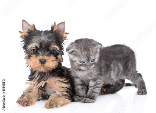 Baby kitten and Yorkshire Terrier puppy pose together. Isolated on white background