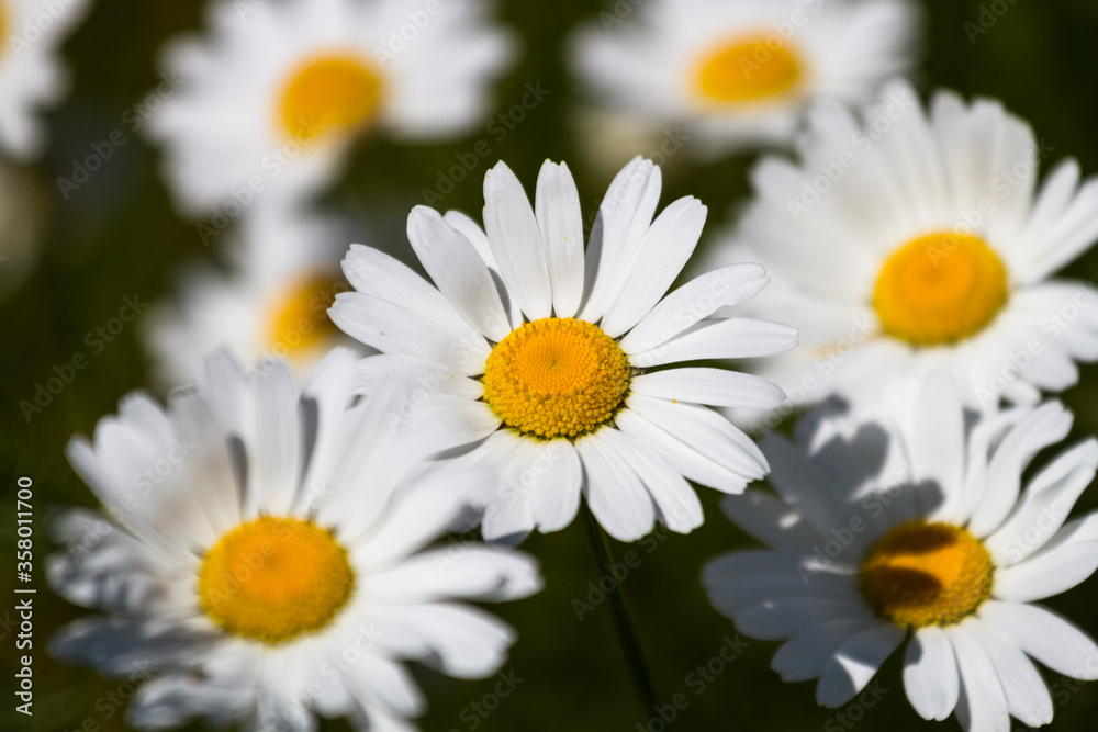 Daisy time. Daisies in the meadow and close-up Daisy time. Daisies in the meadow and close-up