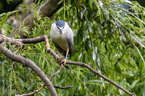 The Black-crowned Night Heron, Nycticorax nycticorax, is a bird with nocturnal activity, staying close to the water