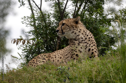 Cheetah, Acinonyx jubatus, is a fast runner, lying on a high hill and observing the surroundings