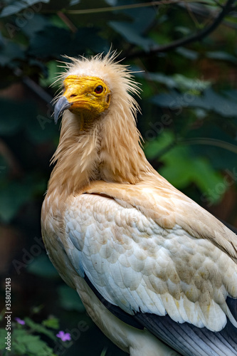 The Egyptian vulture  Neophron percnopterus  is a smaller predator that feeds predominantly on carrion