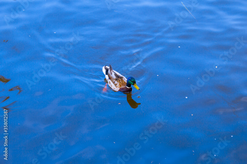 Duck swimming in the blue water
