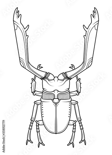 Hand drawn illustration of beetle.
