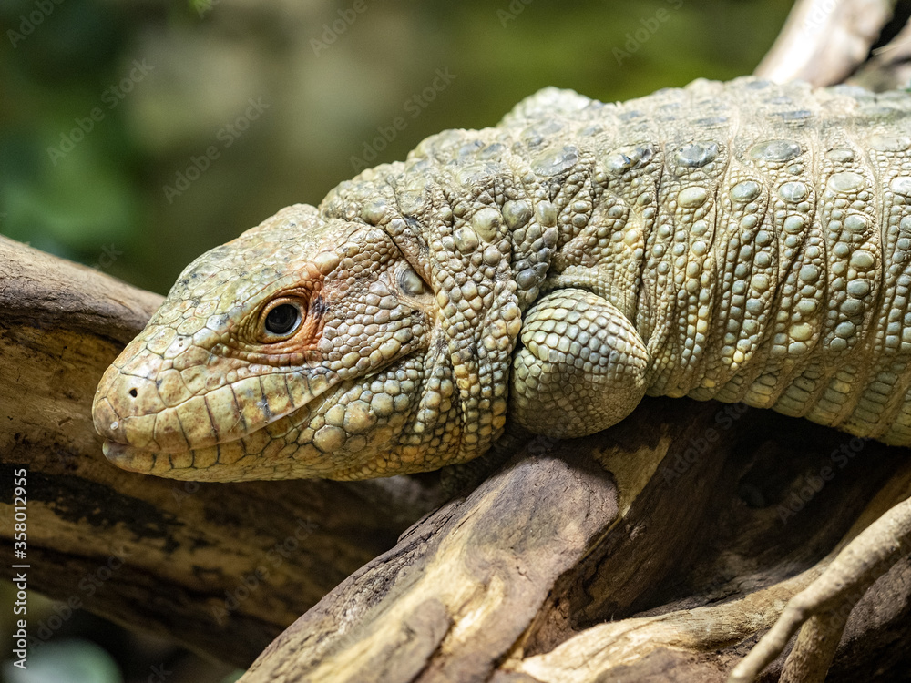 Obraz premium Caiman Lizard, Dracena guianensis, is a food specialist, feeding mainly on water snails