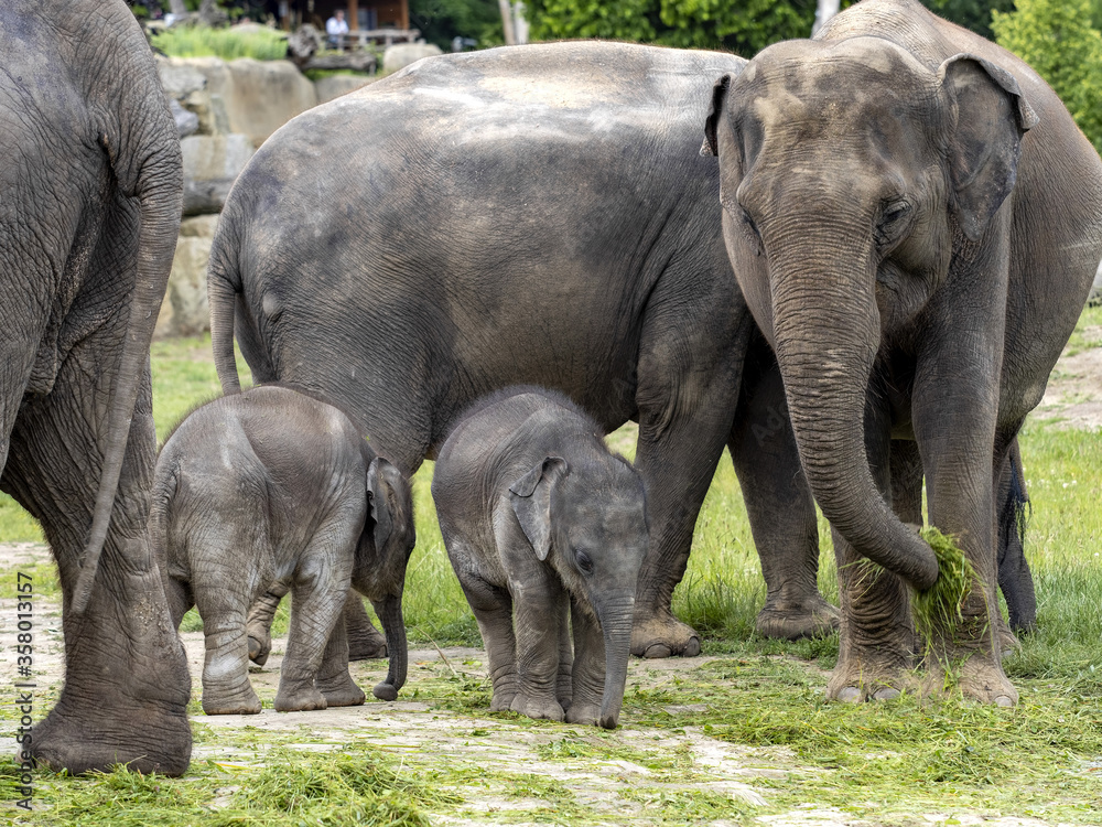 Fototapeta premium The Asian Elephant, Elephas maximus, several months old, is still staying close to its mothers