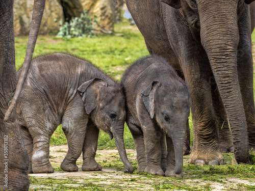 The Asian Elephant  Elephas maximus  several months old  is still staying close to its mothers