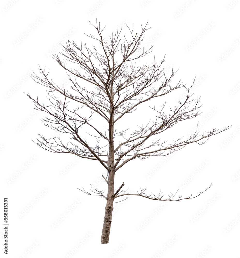 isolated death tree on white background with clipping path isolated death tree on white background with clipping path