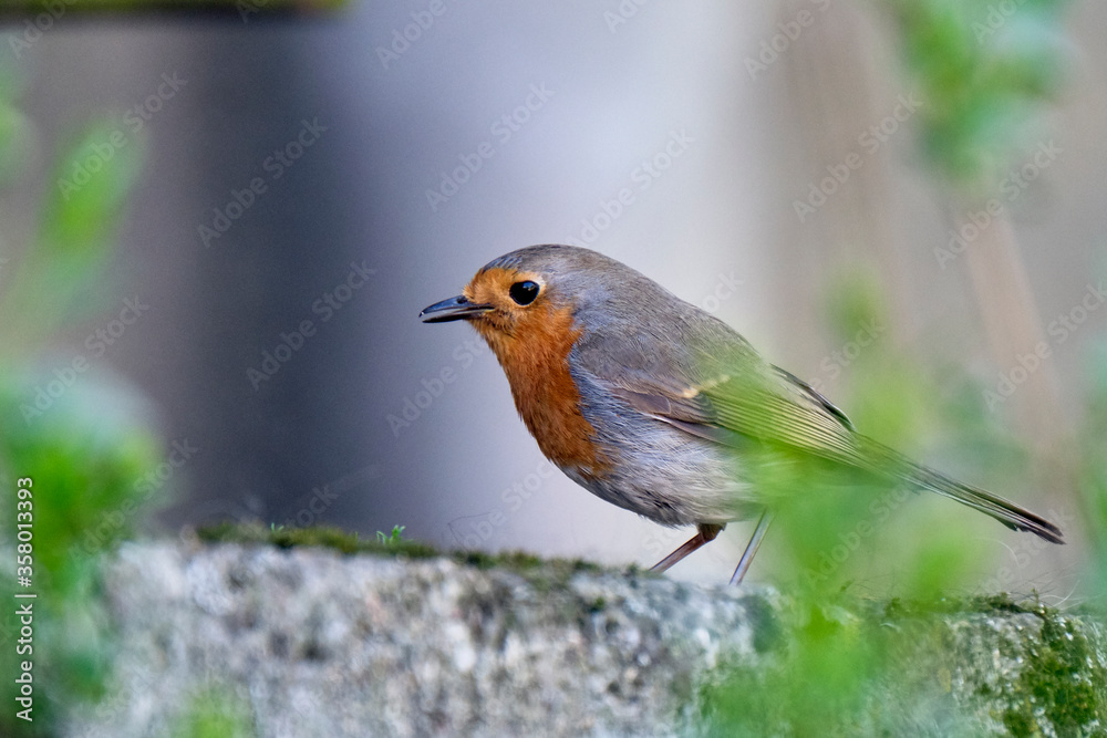Rotkehlchen ( Erithacus rubecula ). Rotkehlchen ( Erithacus rubecula ).