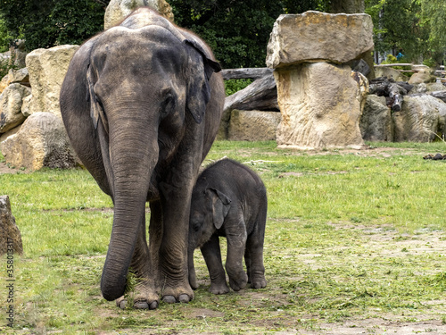 The Asian Elephant  Elephas maximus  several months old  is still staying close to its mothers