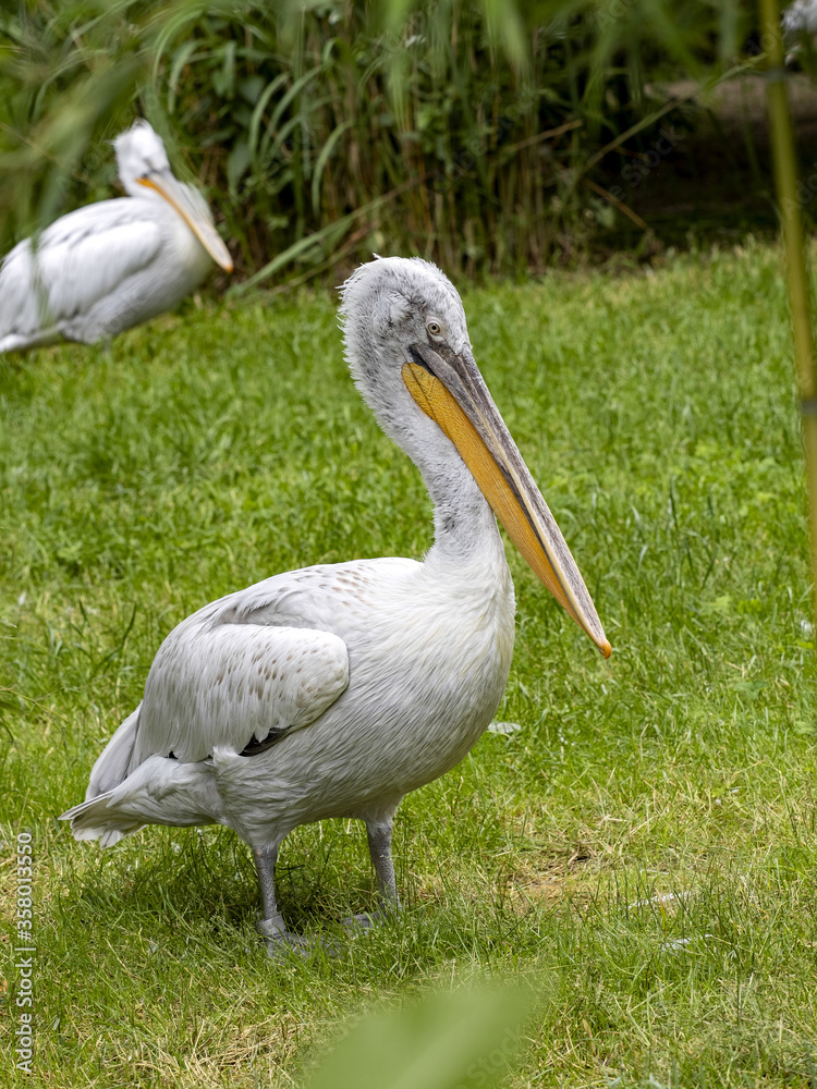 A Dalmatian pelican, Pelecanus crispus, resting on a lawn watching the surroundings A Dalmatian pelican, Pelecanus crispus, resting on a lawn watching the surroundings