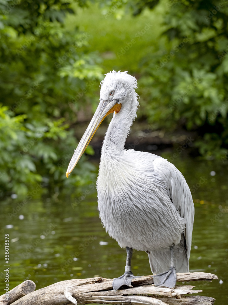 The Dalmatian pelican, Pelecanus crispus, rests high in the branches and observes the surroundings The Dalmatian pelican, Pelecanus crispus, rests high in the branches and observes the surroundings
