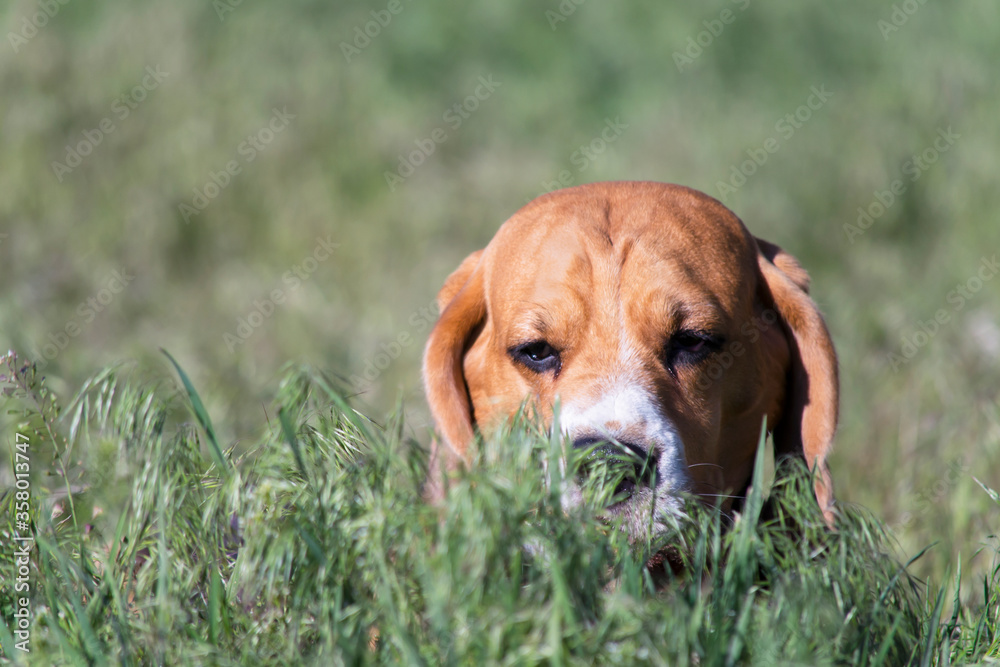 funny beagle dog plays in the summer in the grass in the village