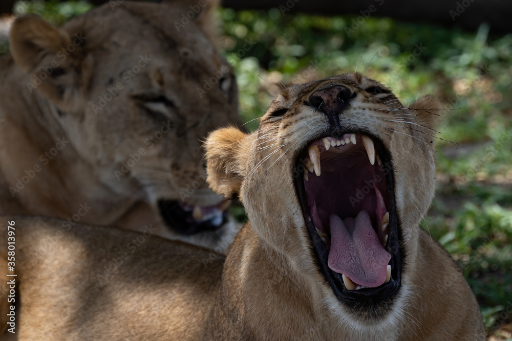 Obraz premium Lions in Selous Game Reserve, Tanzania