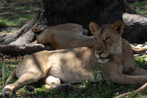 Lions in Selous Game Reserve, Tanzania photo