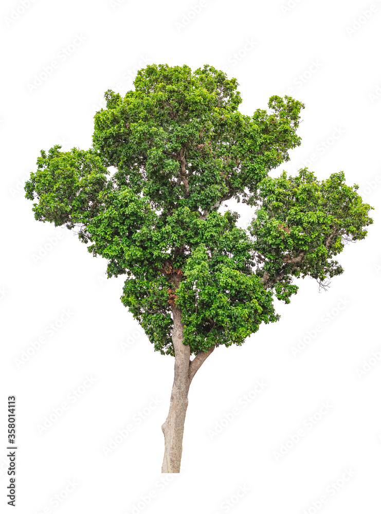 tree isolated on white background tree isolated on white background