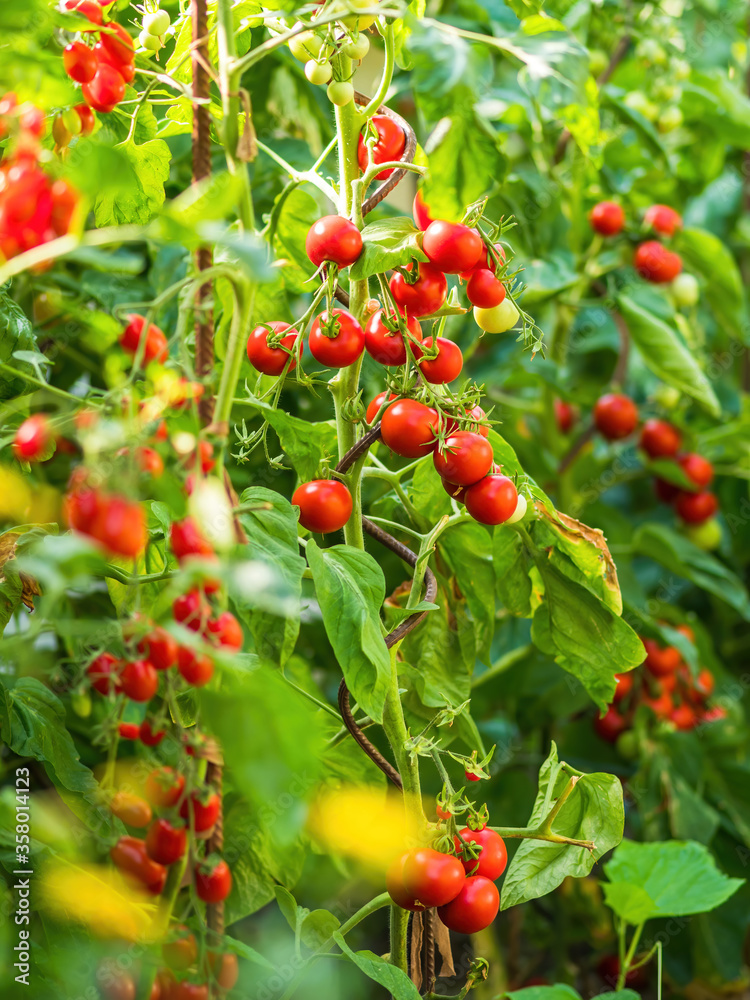 Ripe tomato plant growing in greenhouse. Fresh bunch of red natural tomatoes on a branch in organic vegetable garden. Blurry background and copy space for your advertising text message.