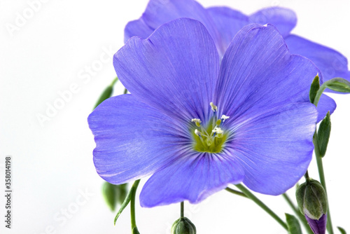 Close-up of blue flax flower © svetlanass13