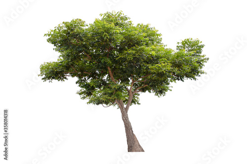 Canvas Print Large green tree (Neem Tree) isolated on white background.