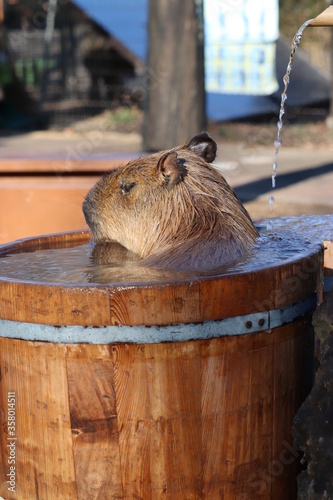 カピバラ photo