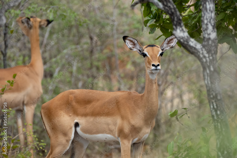 Impala antelope in Selous Game Reserve, Tanzania