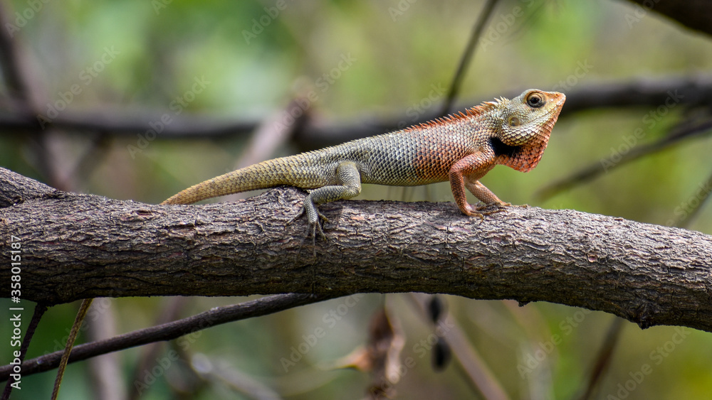 Garden Lizard (Calotes versicolor) searching food in jungle