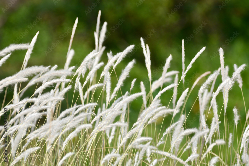 white grass background white grass background