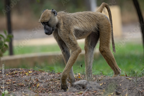 Yellow baboon in Selous Game Reserve, Tanzania