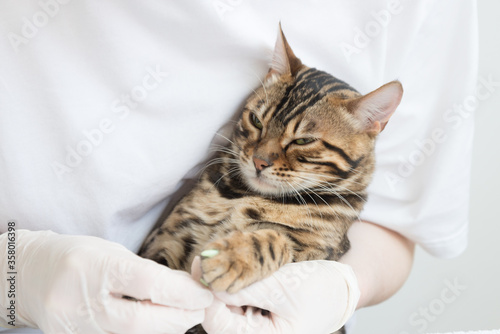Angry cat in the hands of a veterinarian. The cat is wearing a special silicone caps for the claws. Bright emotions of the animal. Selective focus on the cat's face.