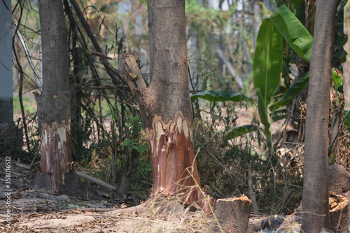 tree in the forest