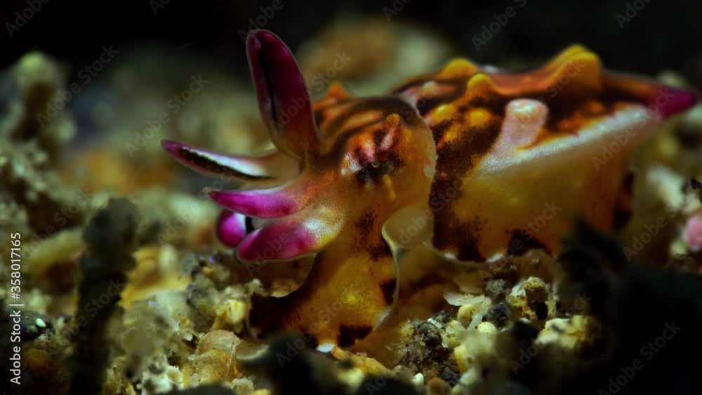 new born juvenile baby Flamboyant Cuttlefish 4k 25fps Lembeh Indonesia new born juvenile baby Flamboyant Cuttlefish 4k 25fps Lembeh Indonesia