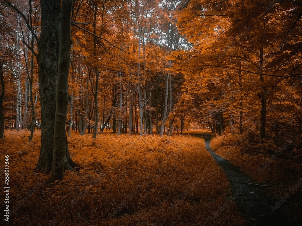 Obraz premium Colorful autumn forest in orange tones in the morning