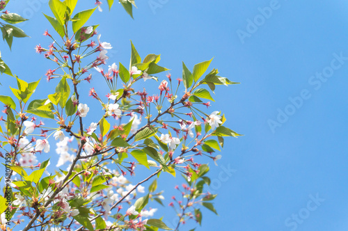 Branches of blossoming cherry against background of blue sky in spring on nature outdoors. Pink sakura flowers green leaves, dreamy romantic artistic image of spring nature, copy space.