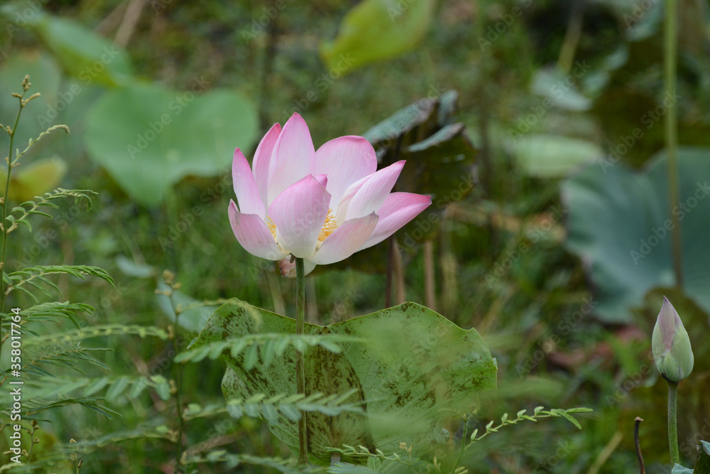 pink lotus in the river